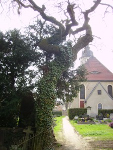 Baumdrehwuchs über Wasserader